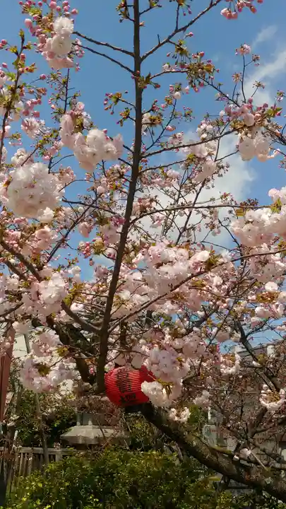 引接寺(千本ゑんま堂)の自然