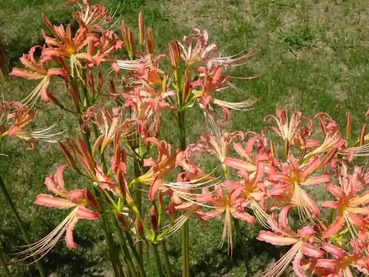 横浜 西方寺の自然