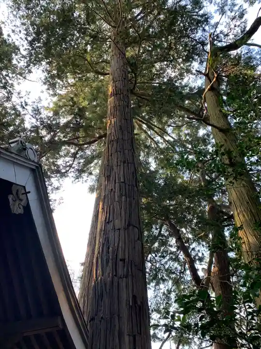 大杉神社 加茂神社の自然