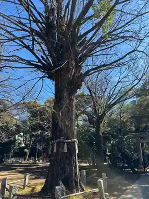 赤坂氷川神社(東京都)