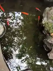 神明氷川神社の動物