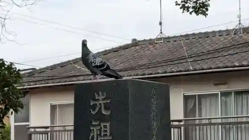 常立寺の動物