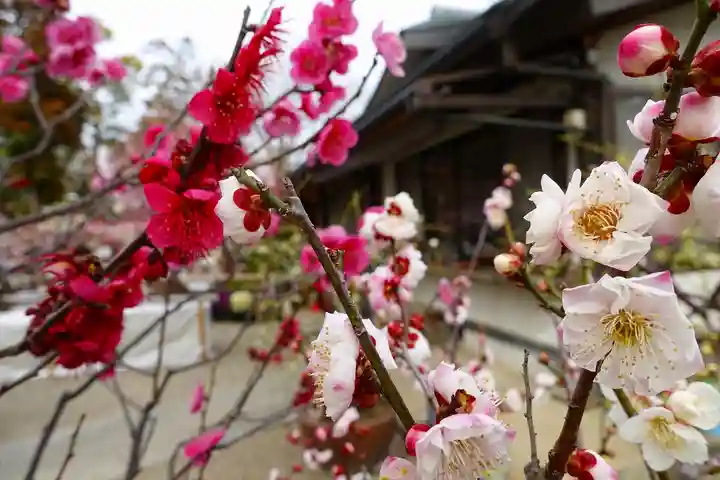 菅原天満宮(菅原神社)の自然