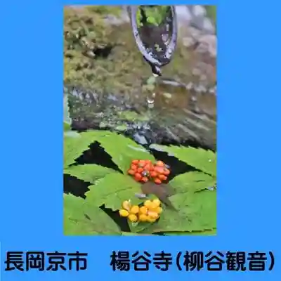 柳谷観音　楊谷寺(京都府)