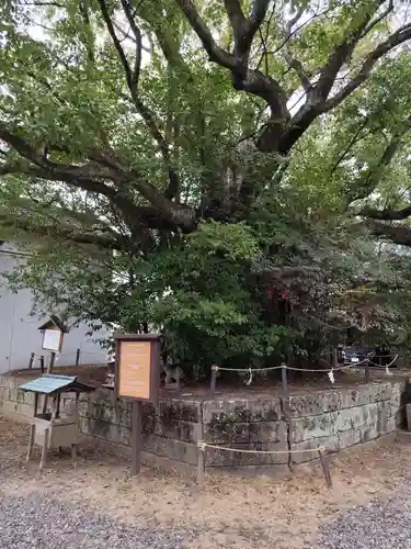 闘鶏神社(和歌山県)
