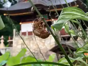 長谷寺(長野県)(2021年07月31日(土) 22時11分41秒投稿)