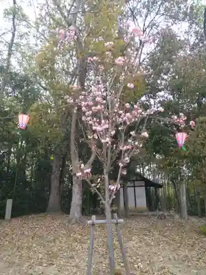 千光寺奥之院の自然