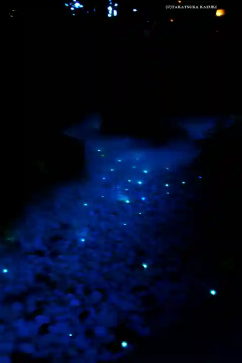 川越氷川神社(埼玉県)