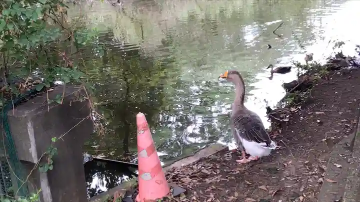 菊田神社の動物