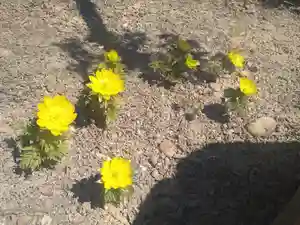 雨竜 専福寺(北海道)(2026年04月01日(水) 19時13分40秒投稿)