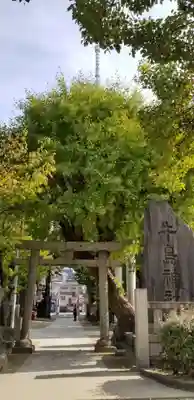 牛嶋神社の鳥居
