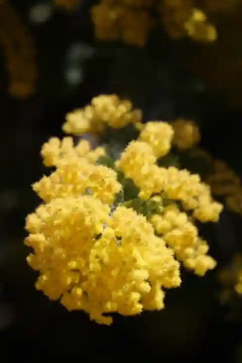蔵前神社(東京都)