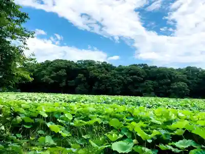 水沼神社の自然