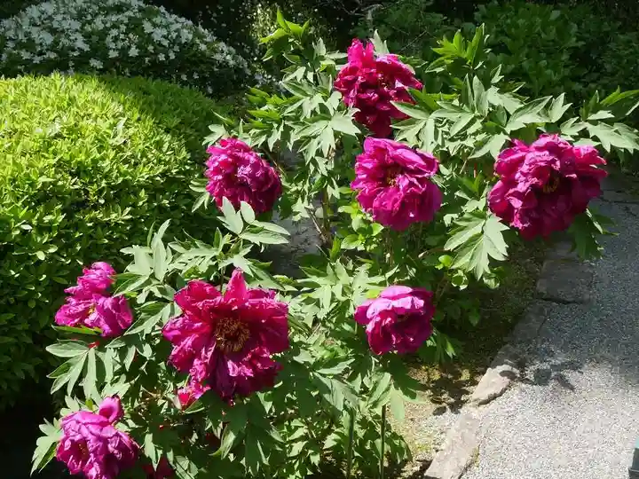 長壽寺(長寿寺)の自然