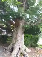 阿奈志神社(福井県)