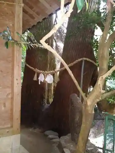 神龍八大龍王神社の自然