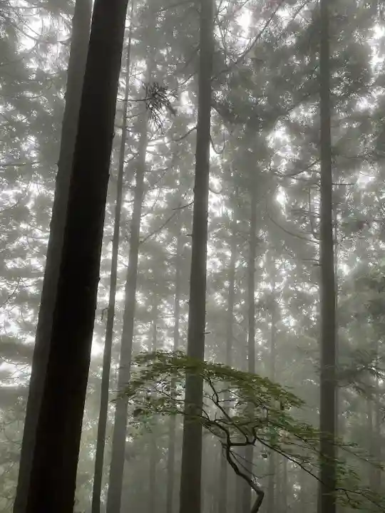 大山阿夫利神社本社の自然