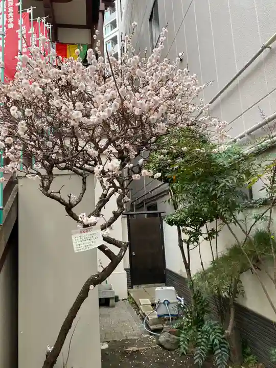 薬研堀不動院(川崎大師東京別院)の自然