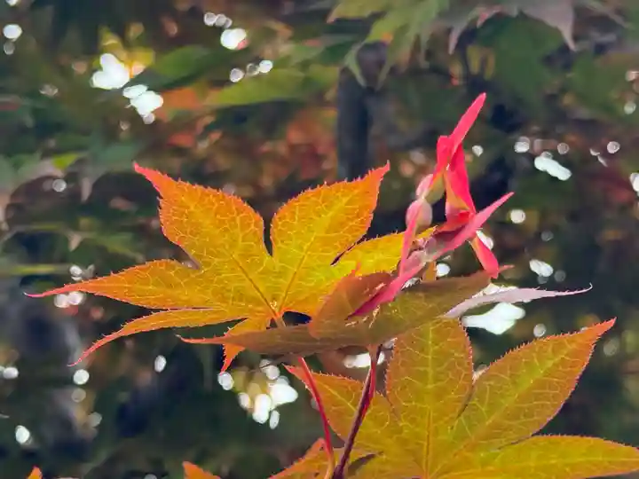 西方山極楽寺(岐阜県)