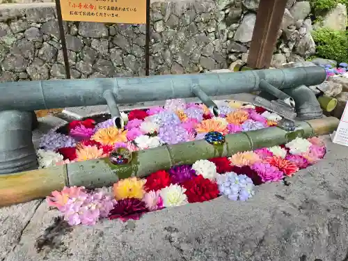 岡寺（龍蓋寺）(奈良県)