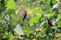 長屋神社の自然