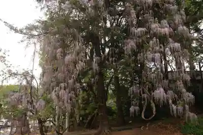 春日神社の自然
