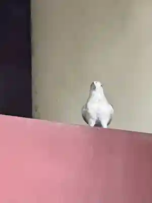 川越八幡宮(埼玉県)