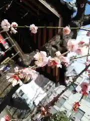 柏神社の自然