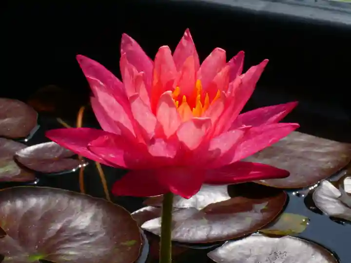 極楽山 浄土寺(北海道)