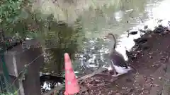 菊田神社の動物