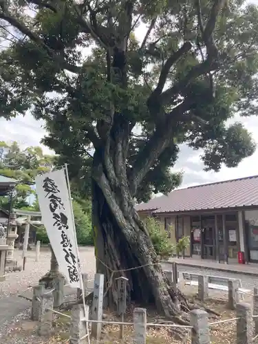 春日神社の自然