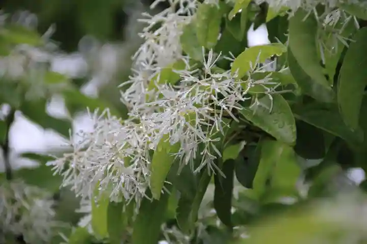 開成山大神宮の庭園