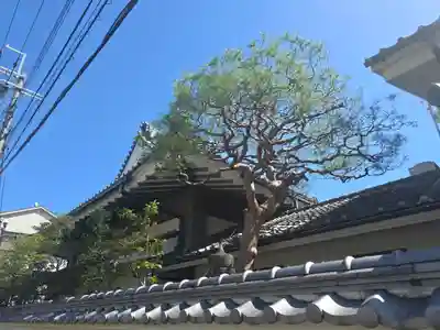 法輪寺 (日蓮宗法音寺京都支院)(京都府)