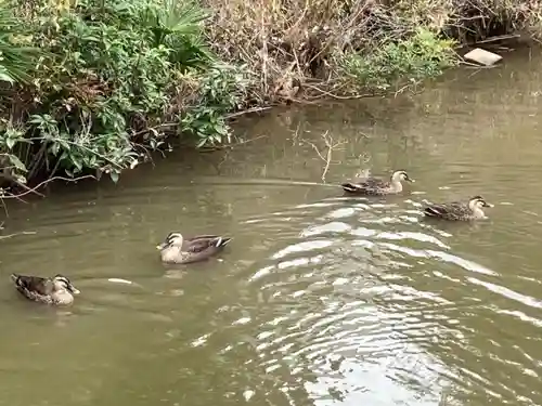 永源寺の庭園