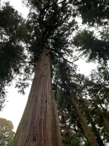 大宮温泉神社の自然