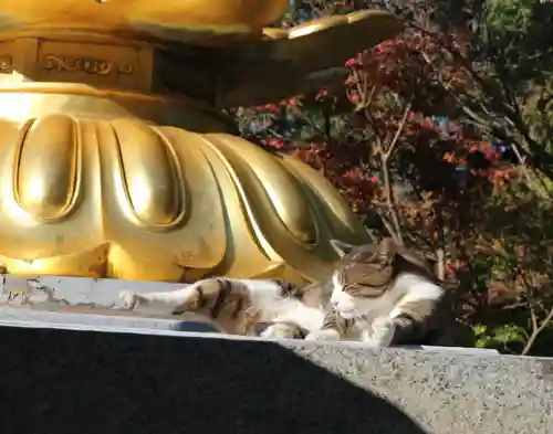久米寺の動物