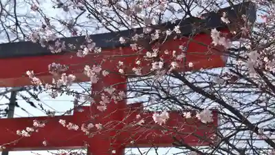 平野神社の鳥居