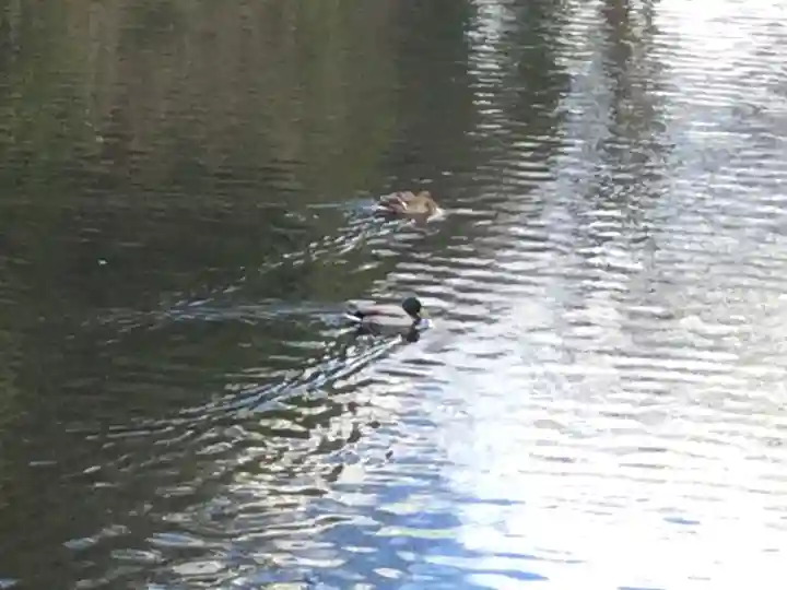 武田神社の動物