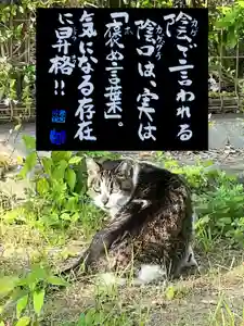 専念寺の動物(2023年05月03日(水) 17時54分21秒投稿)