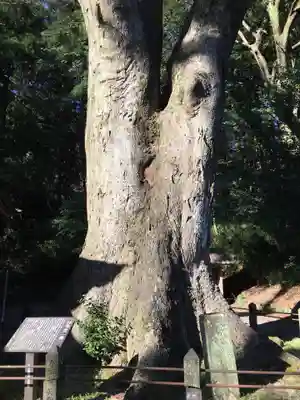 下野八幡大神社の自然