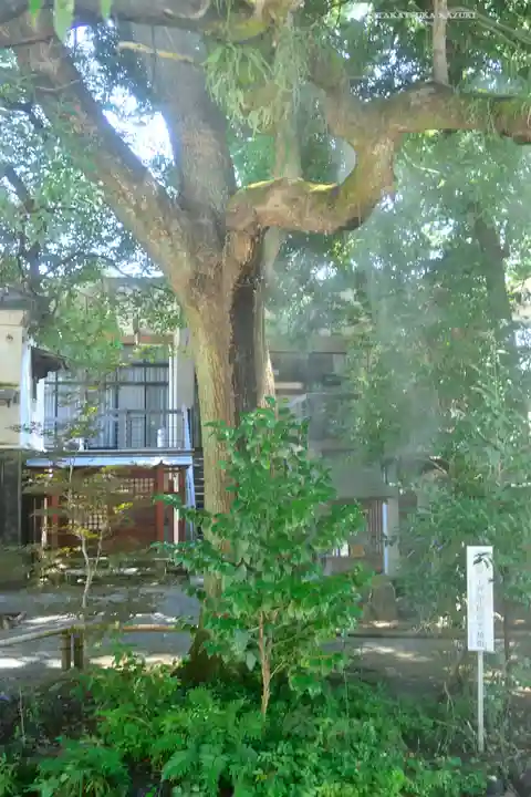 秩父神社の自然