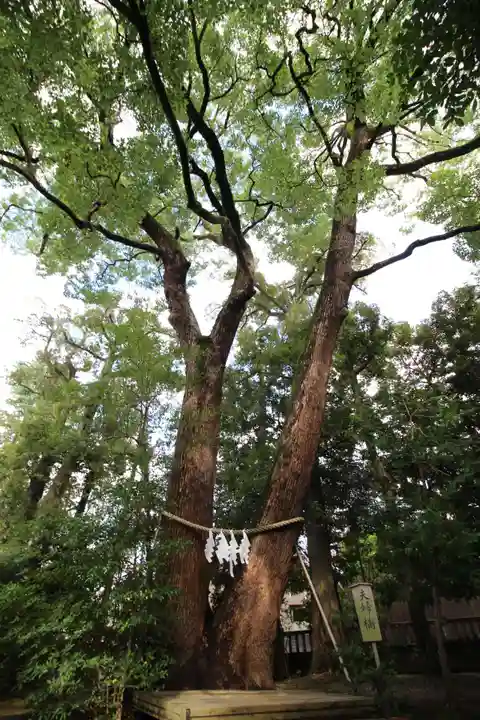 武蔵一宮氷川神社の自然