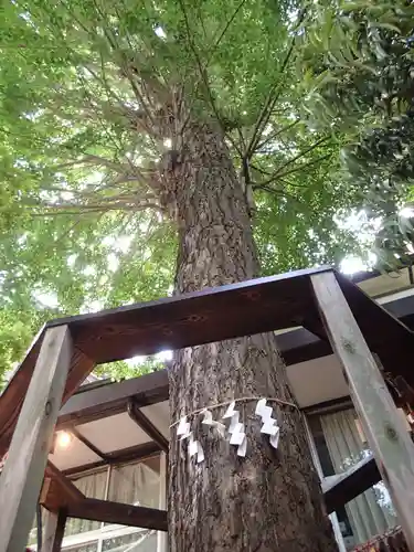 越谷香取神社の自然