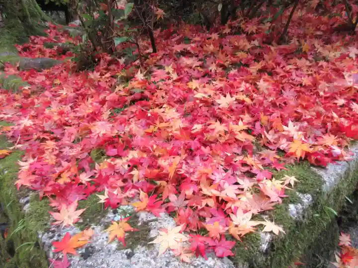 今熊野観音寺(京都府)