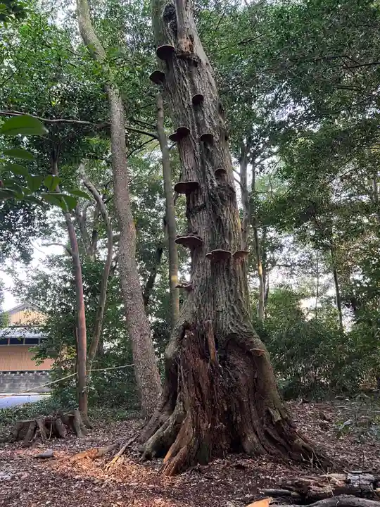 大木神社の自然