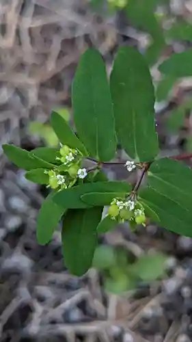 大久佐八幡宮(愛知県)