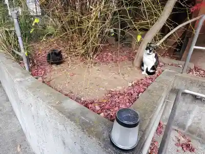 長林寺(西宮長林寺)の動物