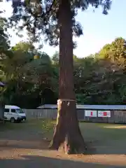 鷲宮神社の自然