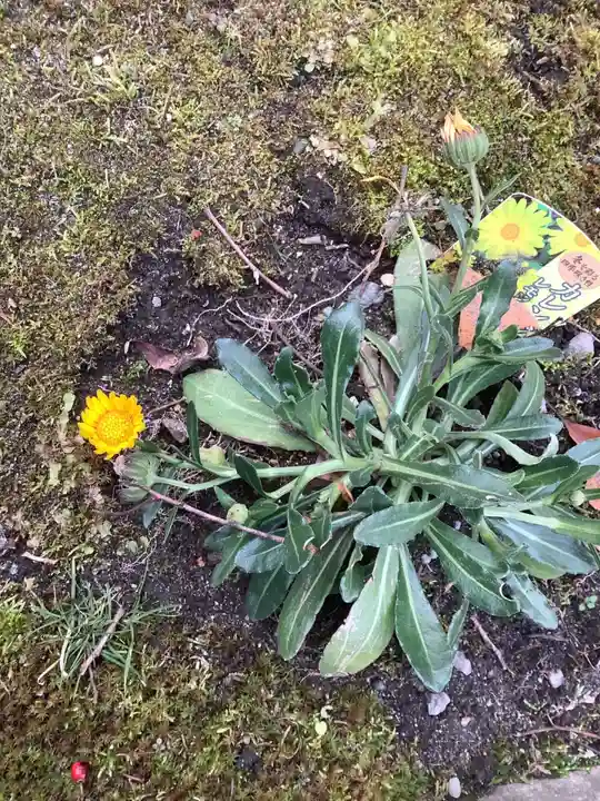 若宮神明社の自然