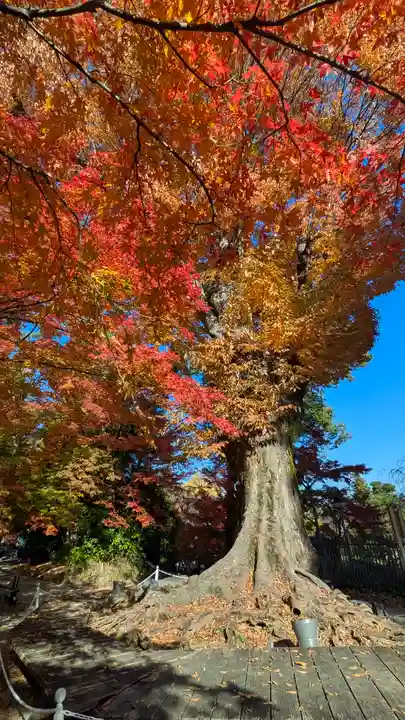 北野天満宮(京都府)
